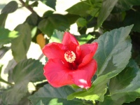 Fleur d'automne.jpg